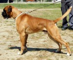 Bolivar del Gran Mogol