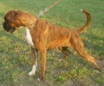 Dixi del Gran Mogol