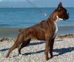 Fendi del Gran Mogol