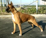 Frida del Gran Mogol