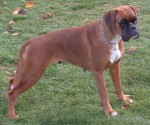 Ginevra del Gran Mogol