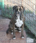 Sonia del Gran Mogol