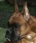 Loira del Gran Mogol