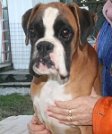 Xerena del Gran Mogol