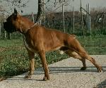 Marciano del Gran Mogol