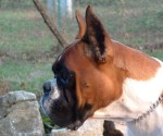 Marcoaurelio del Gran Mogol