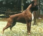 Red del Gran Mogol