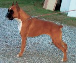 Rhea del Gran Mogol