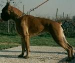 Stella del Gran Mogol