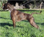 Xerena del Gran Mogol