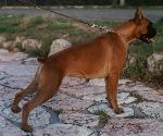 Yska del Gran Mogol