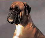 Benny del Gran Mogol